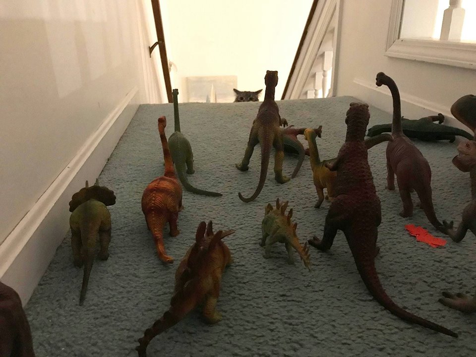 How to keep the cat downstairs via Lauren Finch (@Finchybomb)